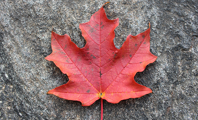 Sugar Maple Leaf
