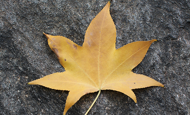 Sweetgum leaf              Leaf
