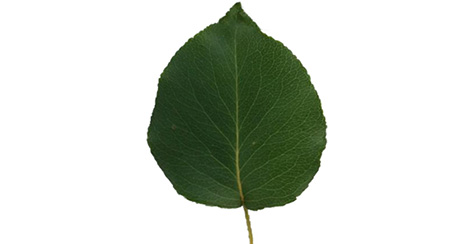Link to Leaf ID Guide
