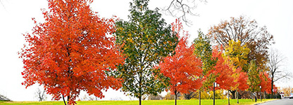 different maple trees