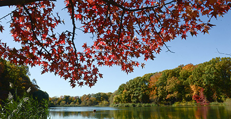 Link to Fall Foliage at Parks