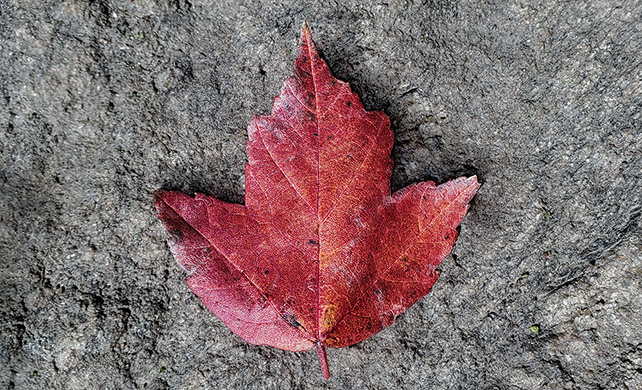 Red Maple Leaf