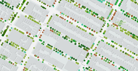 Link to Street Tree Map