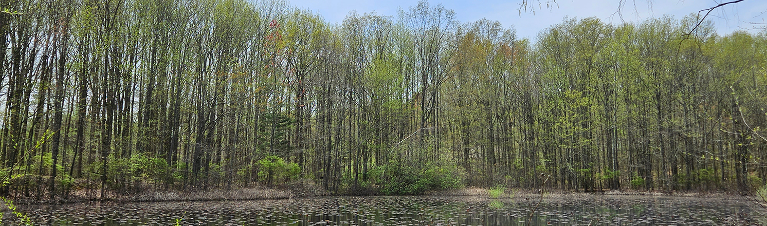 Blue Heron Park hiking trails