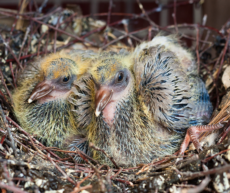 Baby pigeons