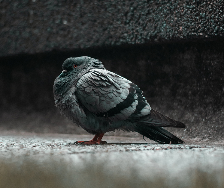 Ruffled pigeon