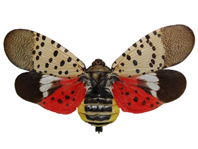 Adult Spotted lanternfly