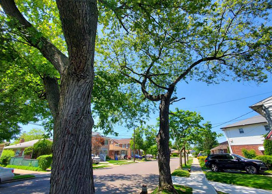 Multiple street trees line a sidewalk