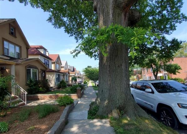 A large, healthy tree impedes a sidewalk.
