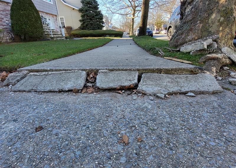 A sidewalk is being lifted by a tree root.