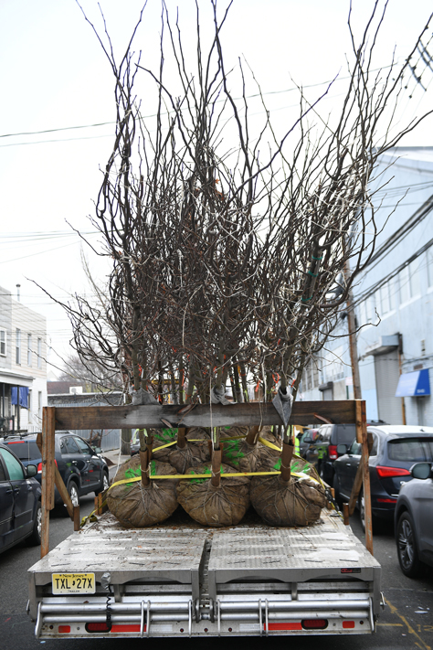 A group of trees being loaded in a truck.