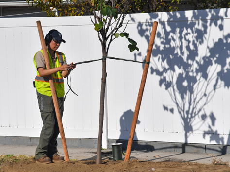 A forester inspects a tree after it has been planted NYC Parks/ Daniel Avila