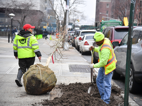 wo foresters bring a tree in burlap to plant along the East Rivers NYC Parks/ Daniel Avila