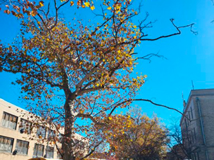 A tree is alive, but is in poor or declining condition.