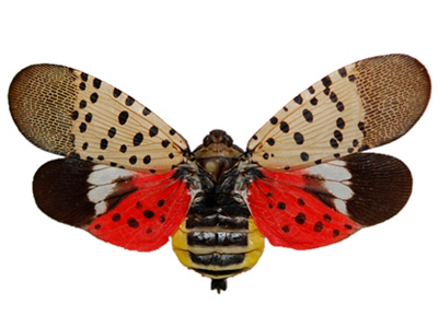 spotted lanternfly