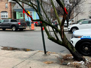 A tree is leaning, uprooted, or has fallen down.