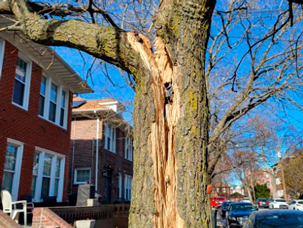 A tree trunk is split