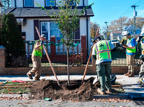 A tree sits on the dirt at Cunningham Park waiting to be planted. NYC Parks/ Daniel Avila
