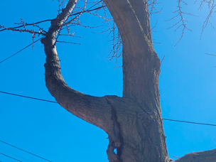 A tree branch/limb is cracked, will fall, or has fallen down.