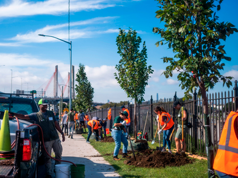 Foresters planting trees in Astoria on a Fall afternoon. NYC Parks / M.Pinckney