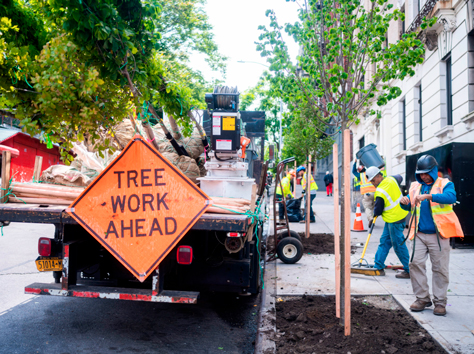 Foresters planting trees in Astoria on a Fall afternoon. NYC Parks / M.Pinckney