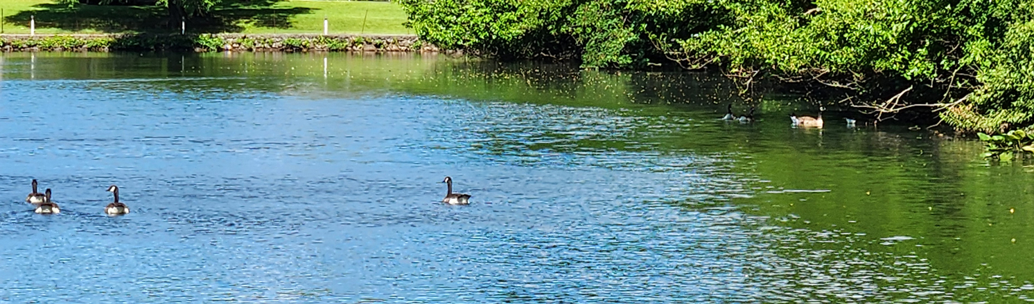 Brady's Pond Park hiking trails