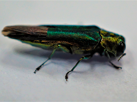 emerald ash borer