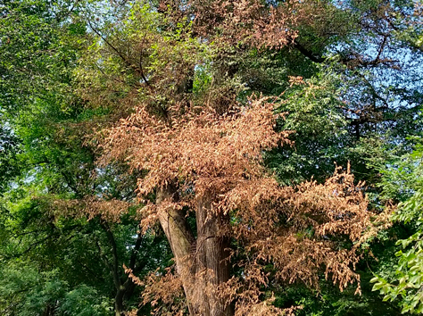 dutch elm disease