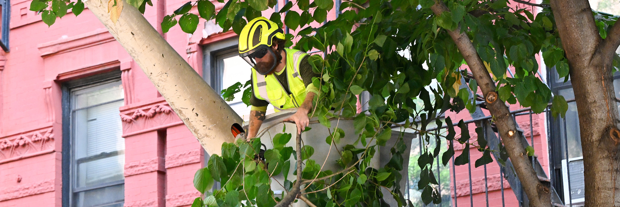 A pruner brings trimmed tree branches down from a tree.