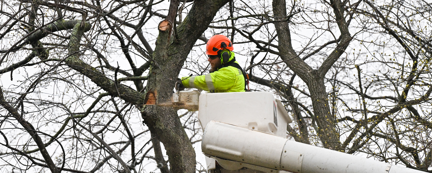 A tree is being trimmed by a professional forester.