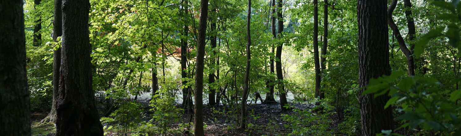 Siedenburg Park hiking trails