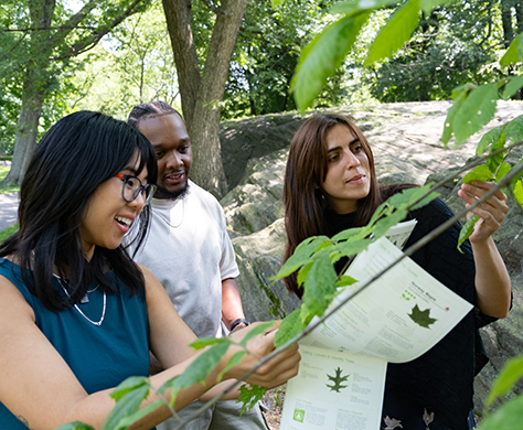 Three people identify a tree based on a documentation