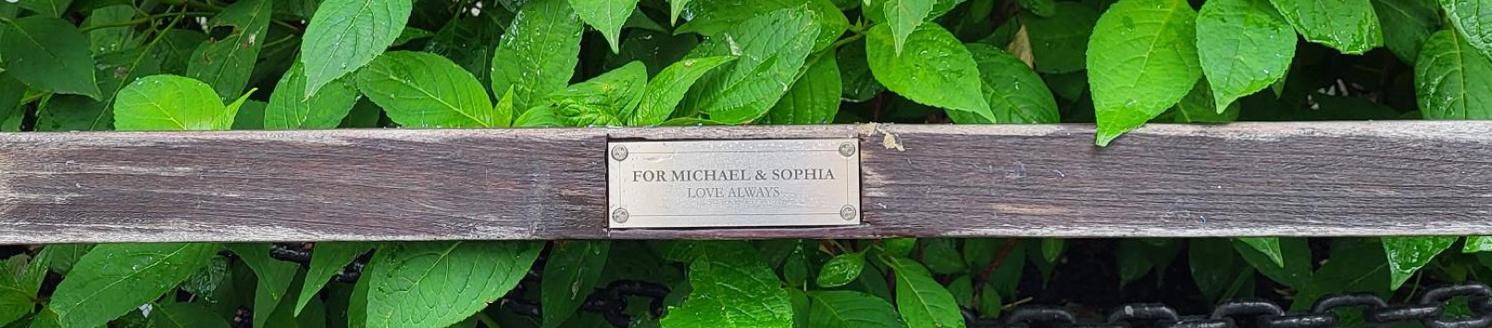 Green leaves on a park bench