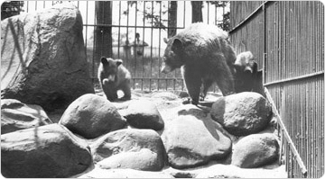 A mother bear and her cubs in the Prospect Park Zoo, July 26, 1929. Photo: Edward Rutter.