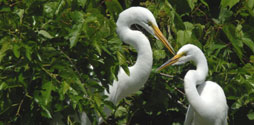 Great Egret