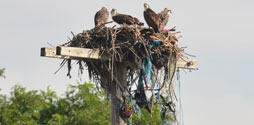 Ospreys in a nest