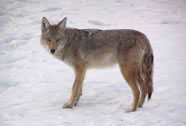 Coyote