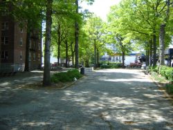 Van Cortlandt's Tail