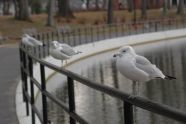 Seagulls by the Lake 