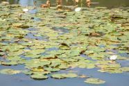 Lily Pads at Baisley Pond 