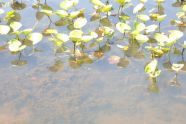 Baisley Pond 