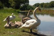 Young and Adult Swans 