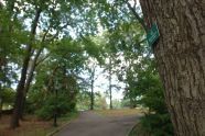 Red Maple in Kissena Park 