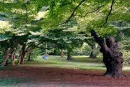 Kissena Park Trees 
