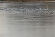 Gulls on Ice 