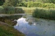 Peaceful Alley Pond 