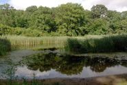 Water of Alley Pond 