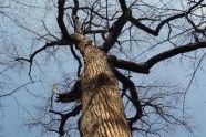 The Big Tree 