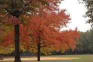 A Fall Walk 