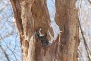 An Owl Peeps from the Tree 
